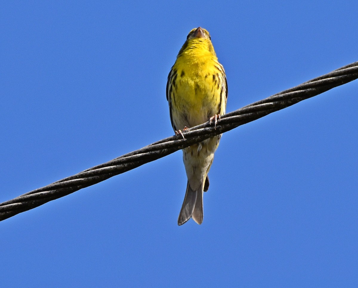 European Serin - ML620272840