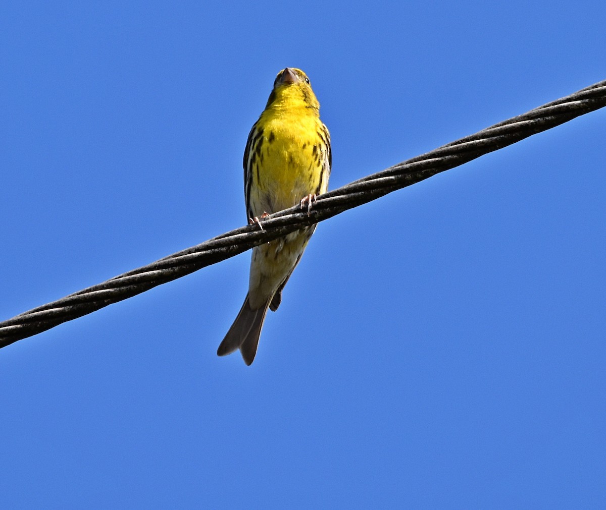 European Serin - ML620272841