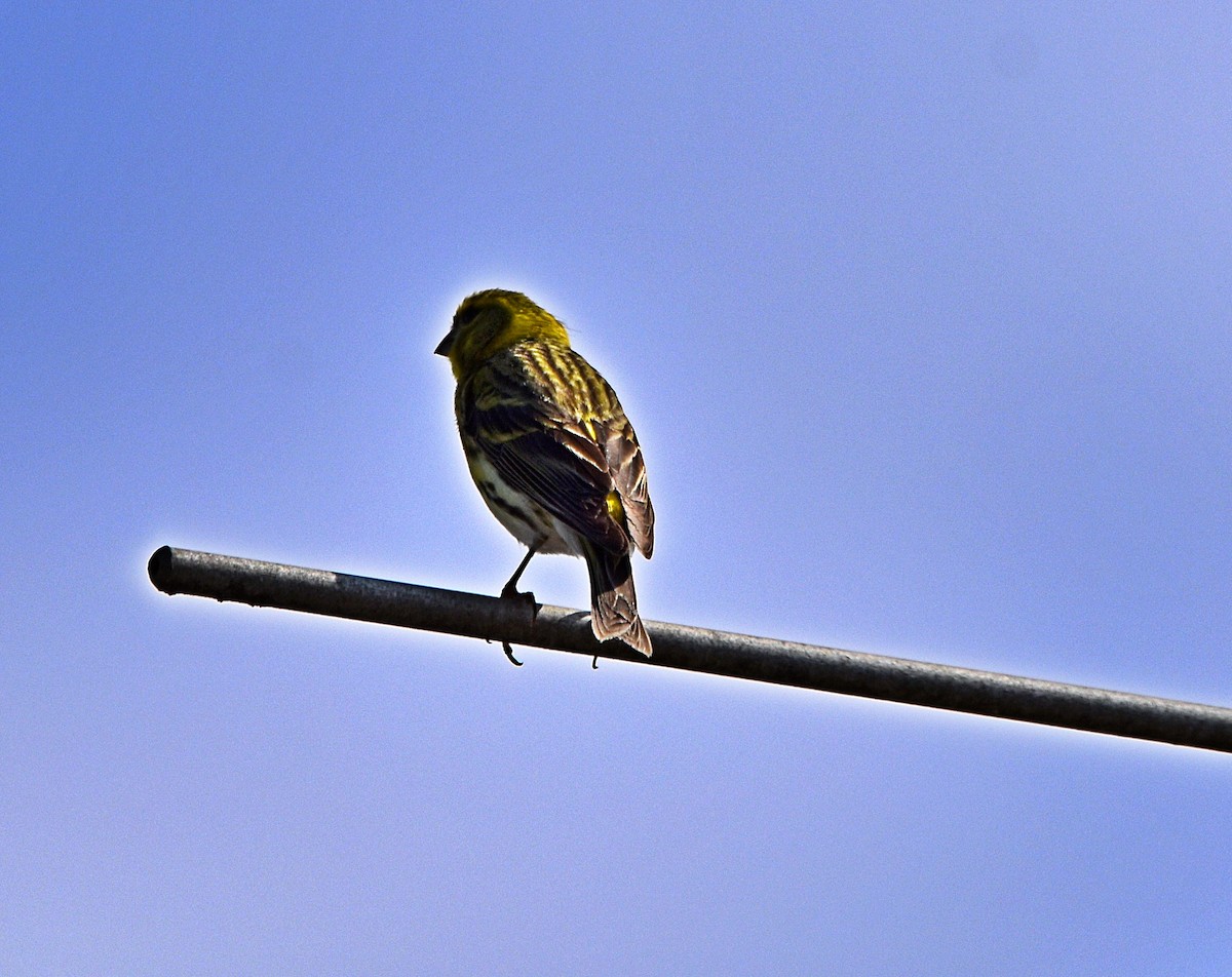 European Serin - ML620272843