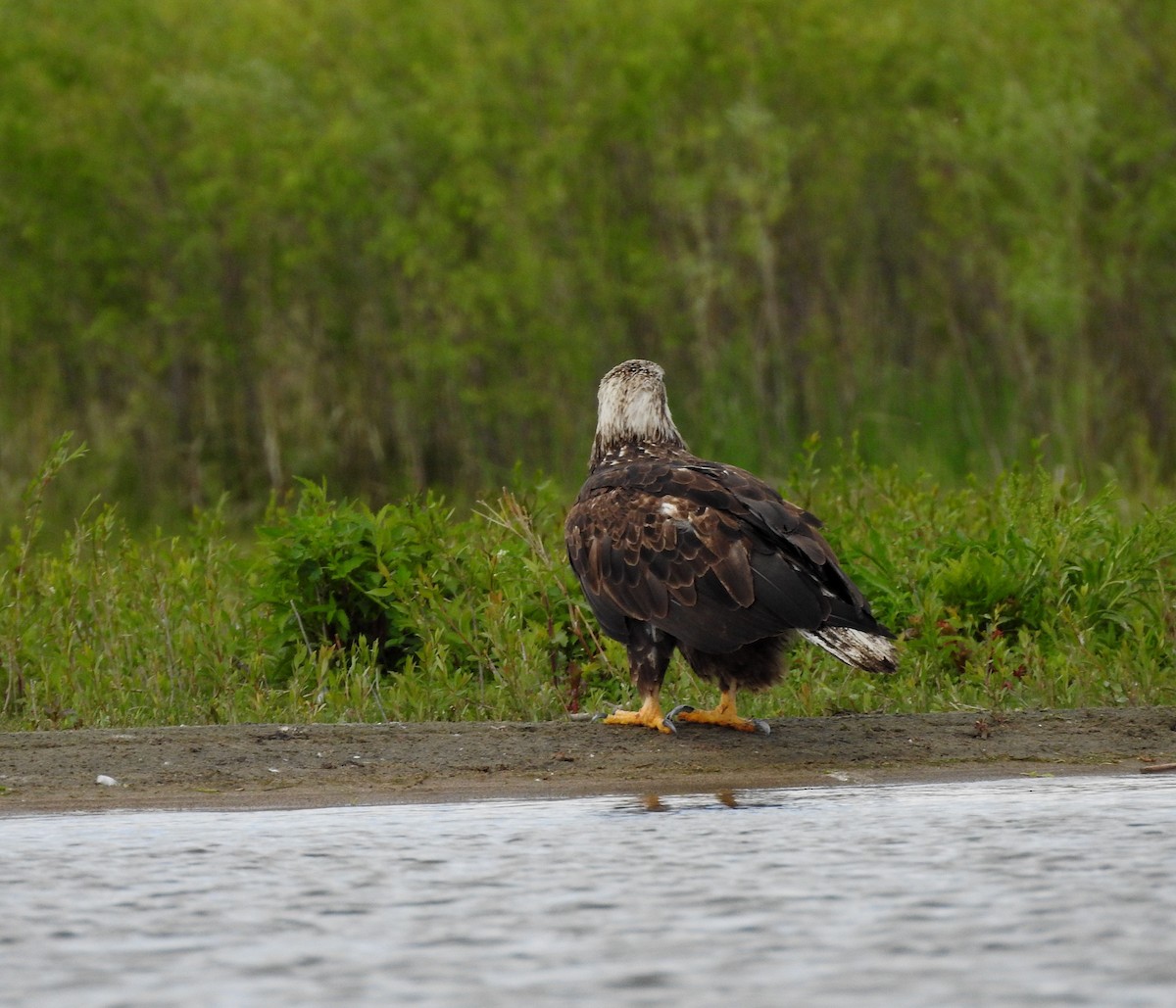 Weißkopf-Seeadler - ML620272851