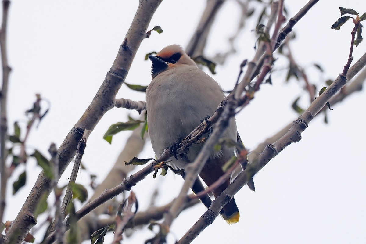 Bohemian Waxwing - Donna Pomeroy