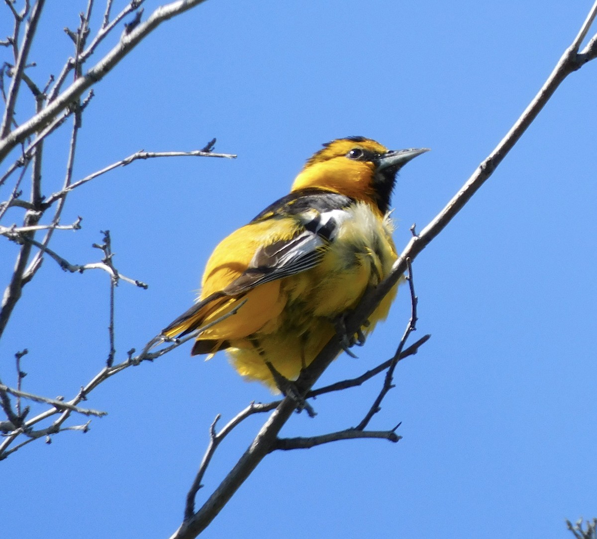 Bullock's Oriole - ML620272855