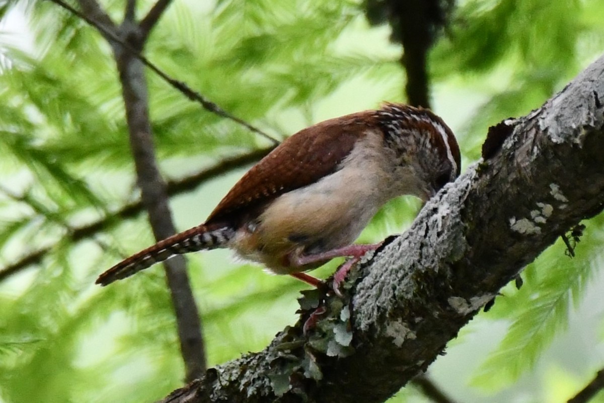 Carolina Wren - ML620272860