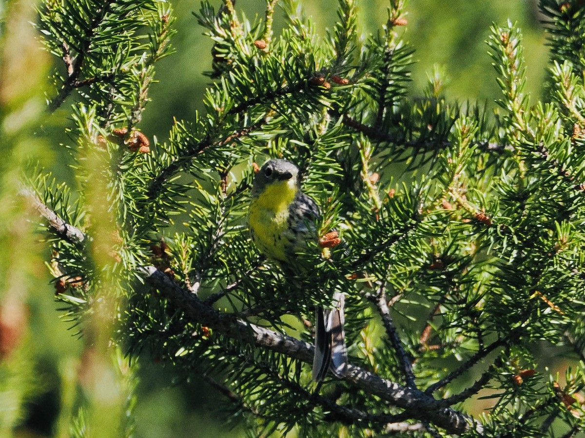 Kirtland's Warbler - ML620272861