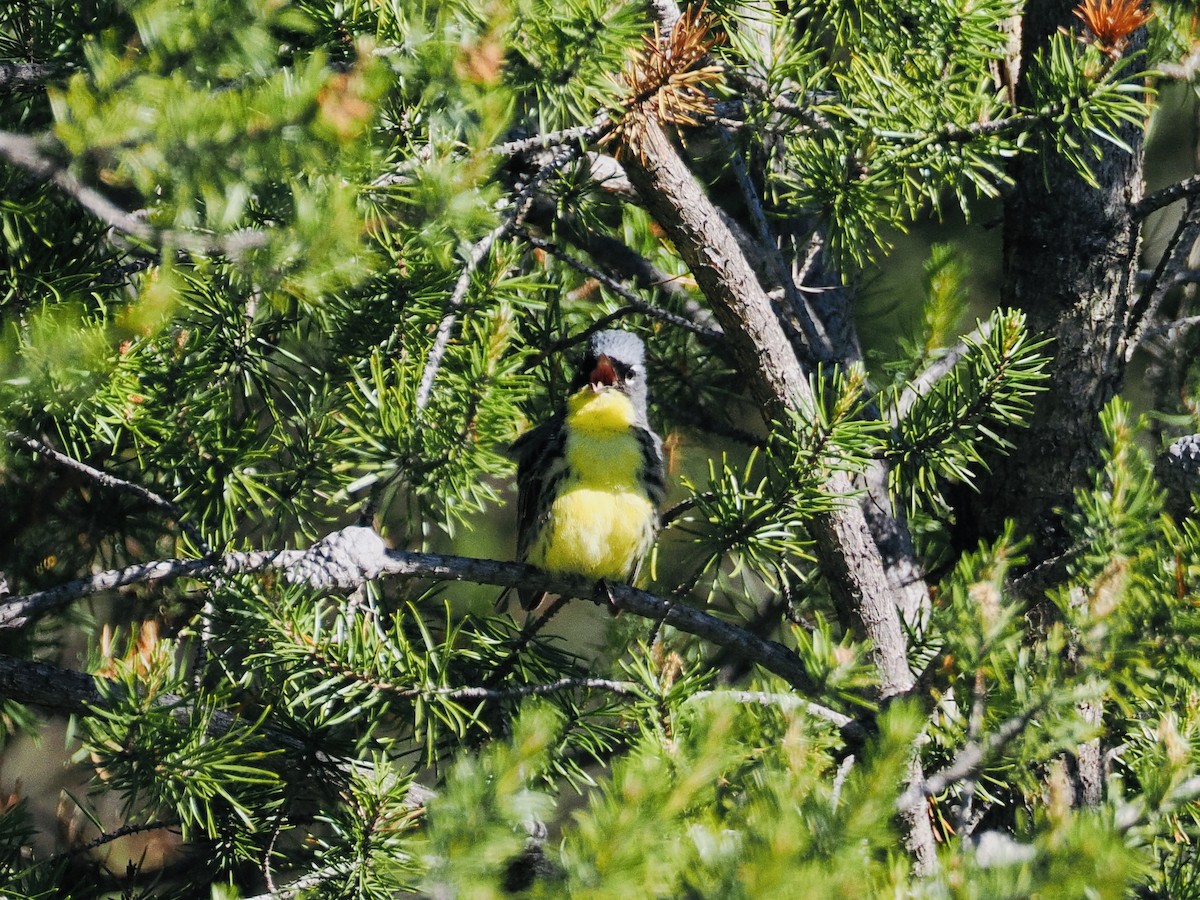 Kirtland's Warbler - ML620272862