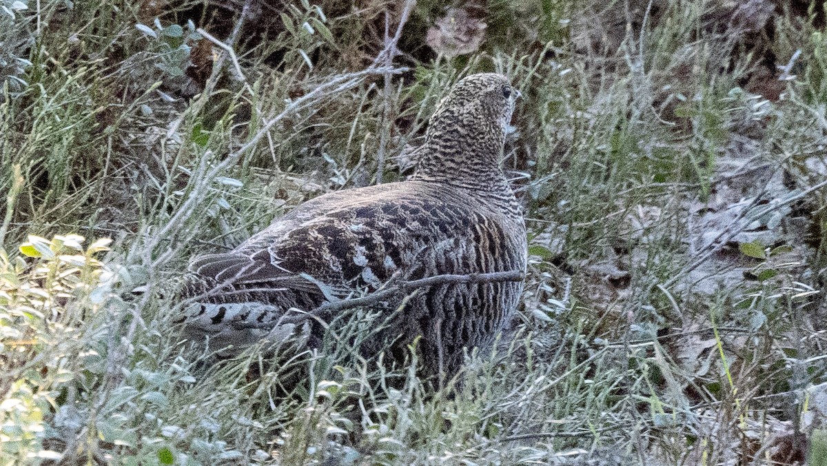 Black Grouse - Steve McInnis