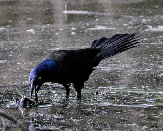 Common Grackle - ML620272866