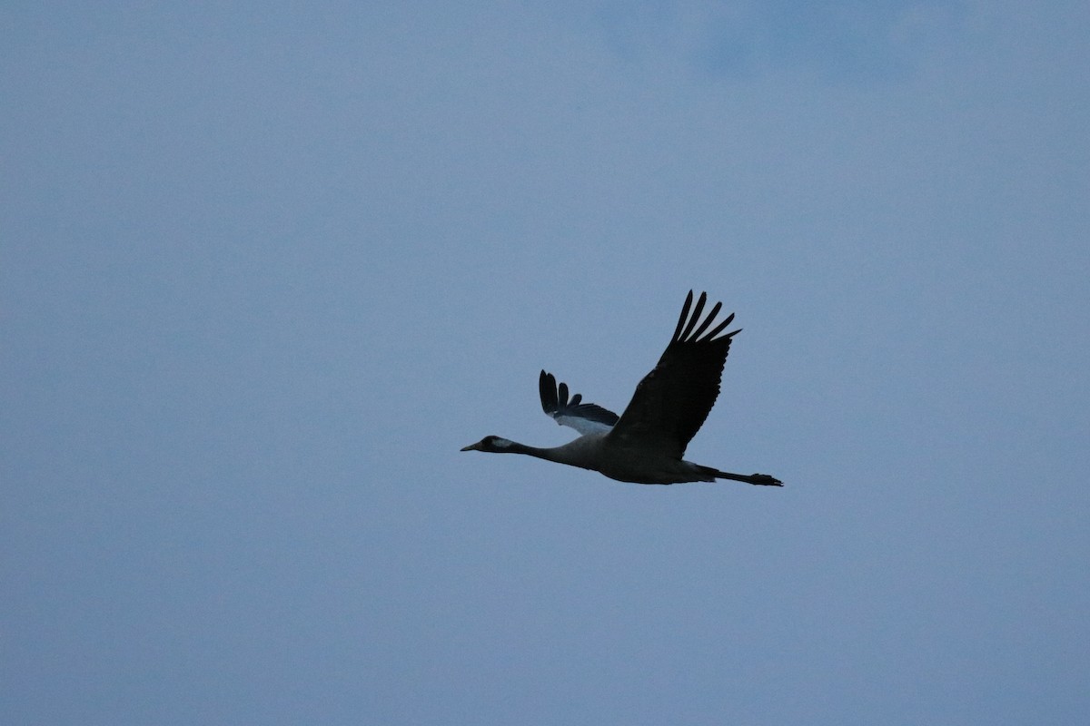 Grulla Común - ML620272868