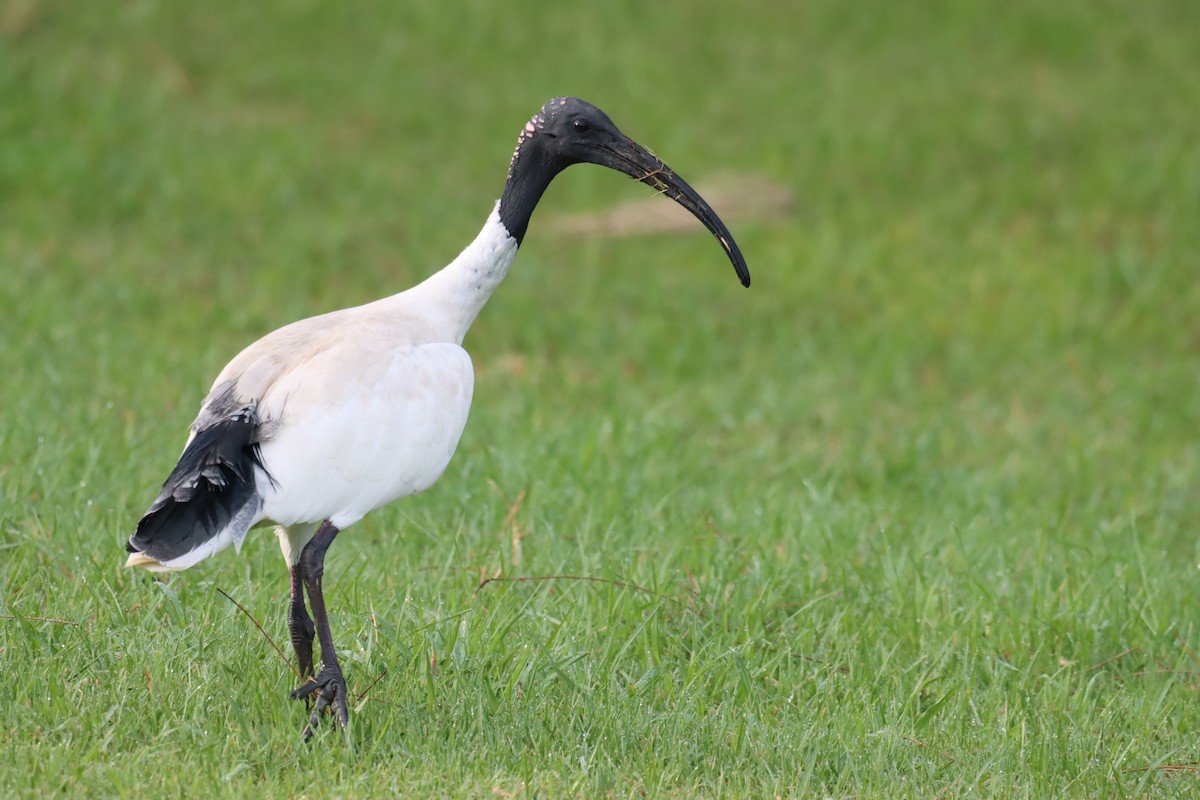 Ibis à cou noir - ML620272869