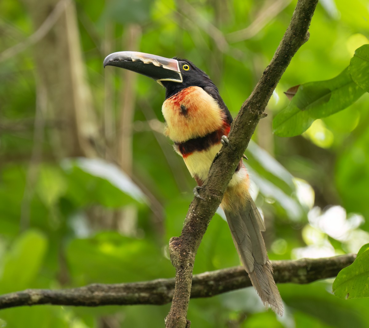 Collared Aracari - ML620272870