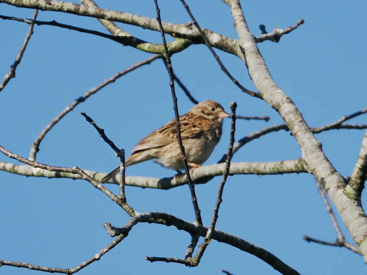 Vesper Sparrow - ML620272871