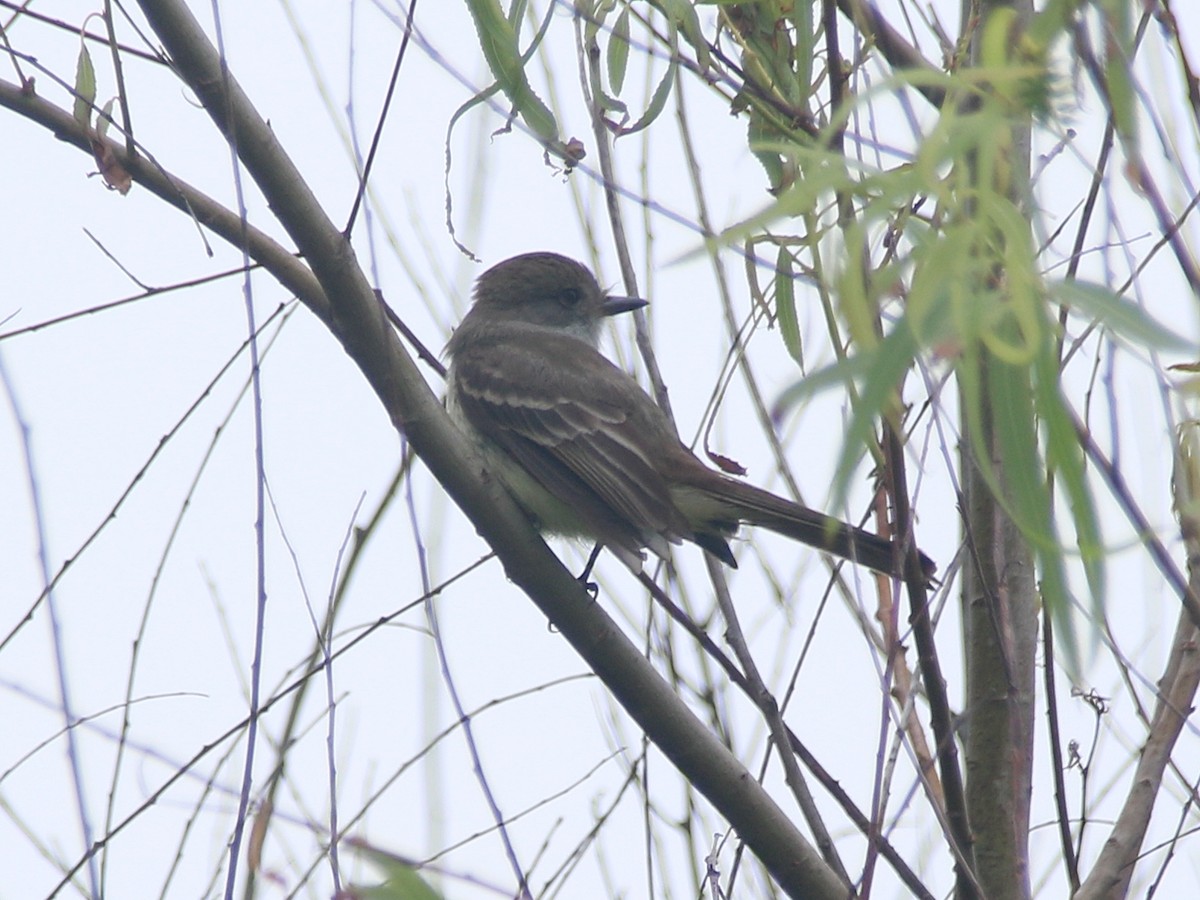 Nutting's Flycatcher - ML620272873