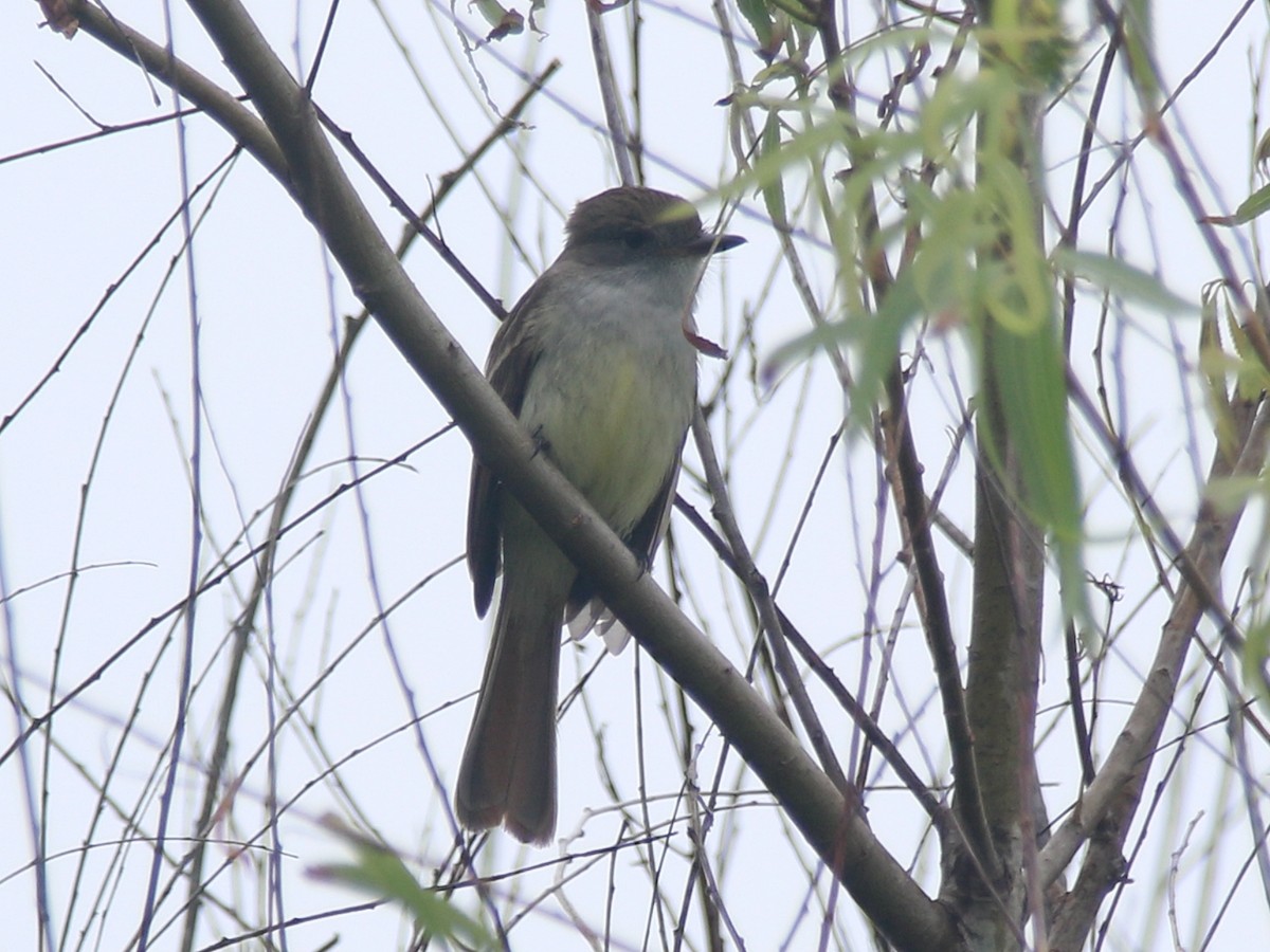 Nutting's Flycatcher - ML620272874