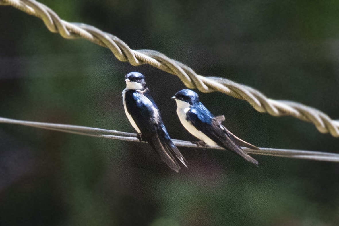 Golondrina Barranquera - ML620272881