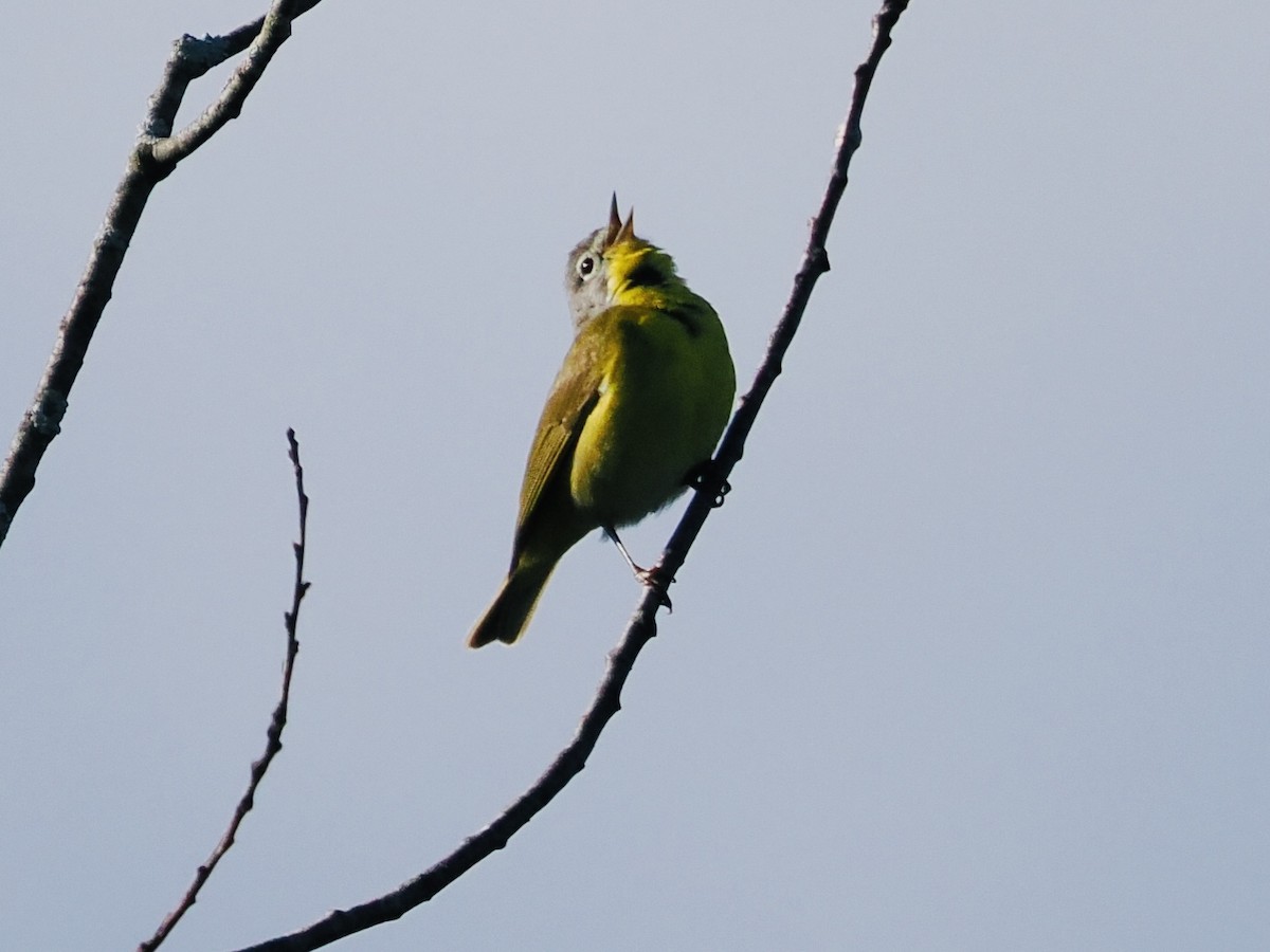 Nashville Warbler - W. Scott Turnbull