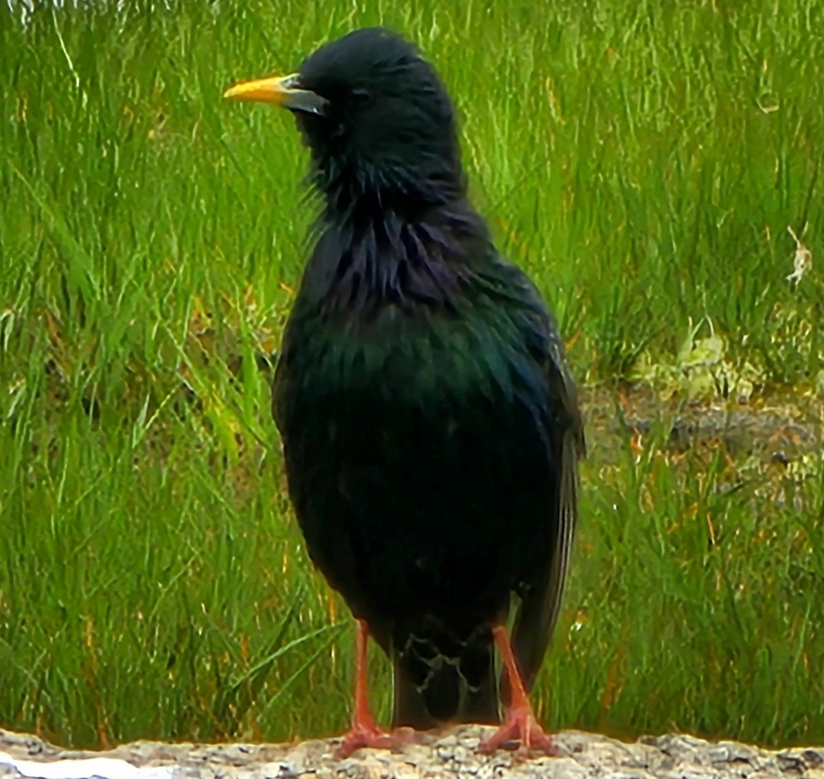 European Starling - ML620272887