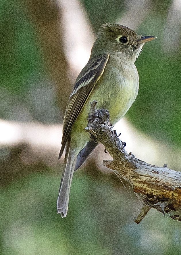 Western Flycatcher (Cordilleran) - ML620272889