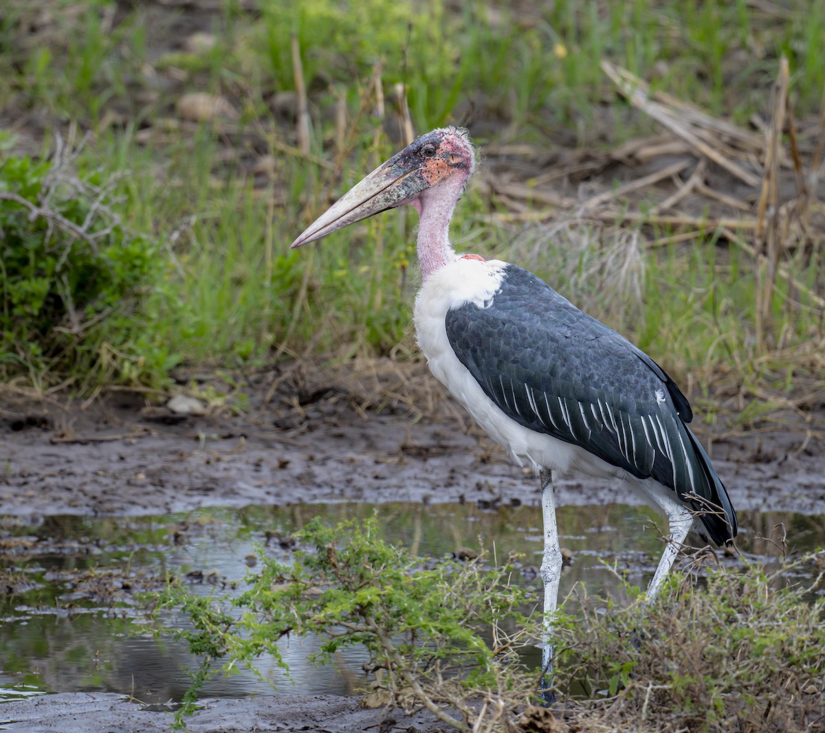 Marabou Stork - ML620272893