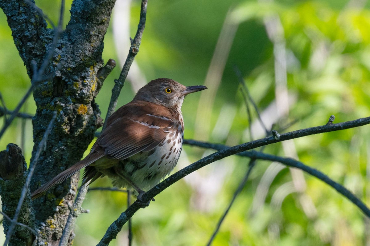 Brown Thrasher - ML620272894