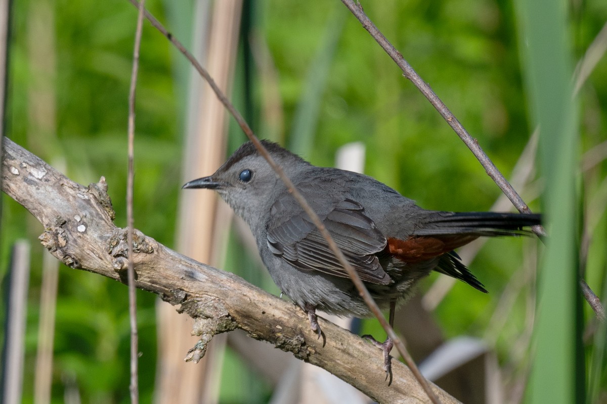 Gray Catbird - ML620272895