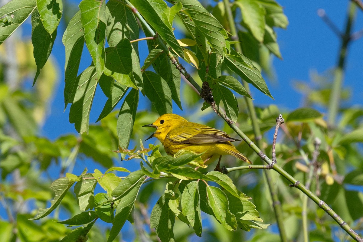 Yellow Warbler - ML620272899