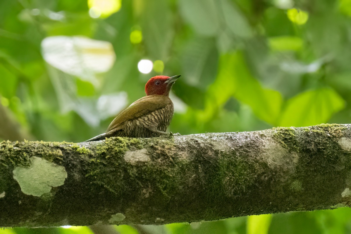 Rufous-winged Woodpecker - ML620272900