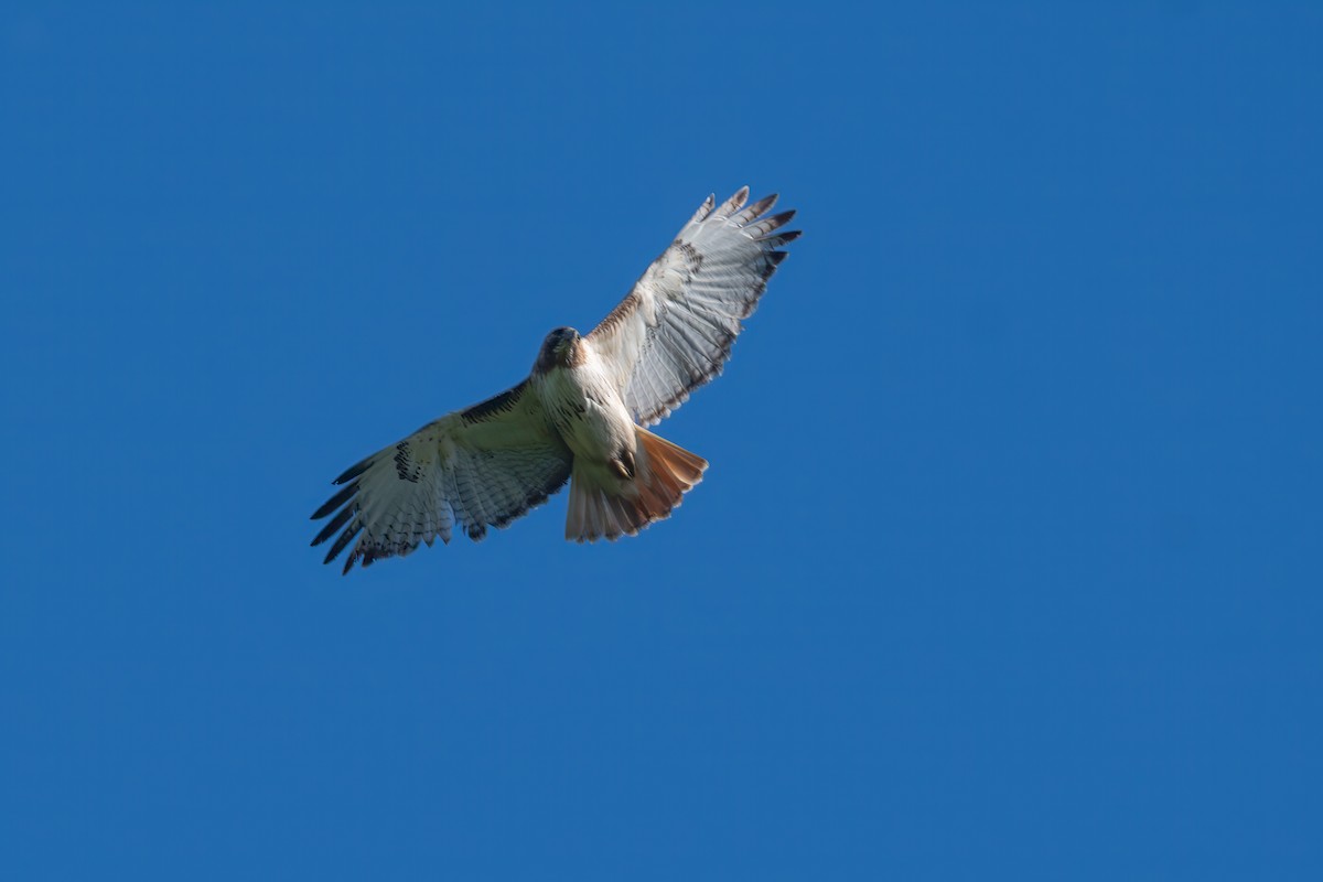 Red-tailed Hawk - ML620272903