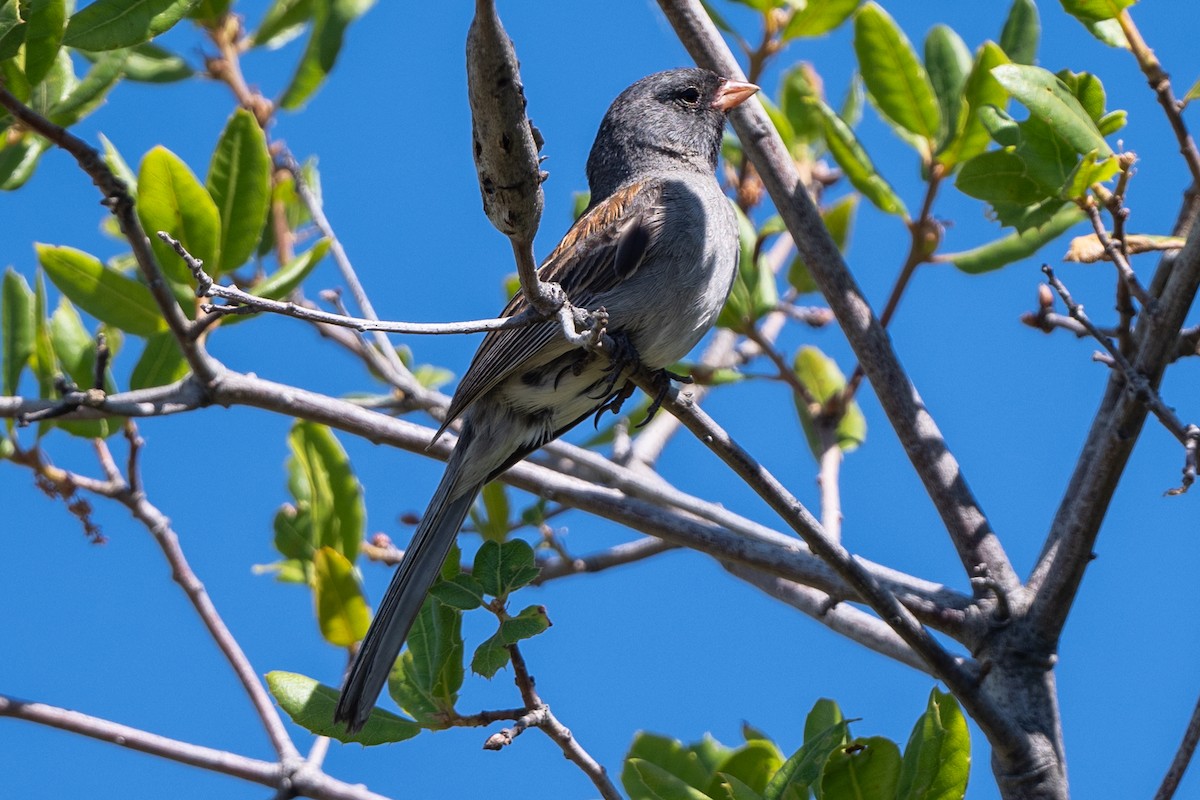 Black-chinned Sparrow - ML620272907