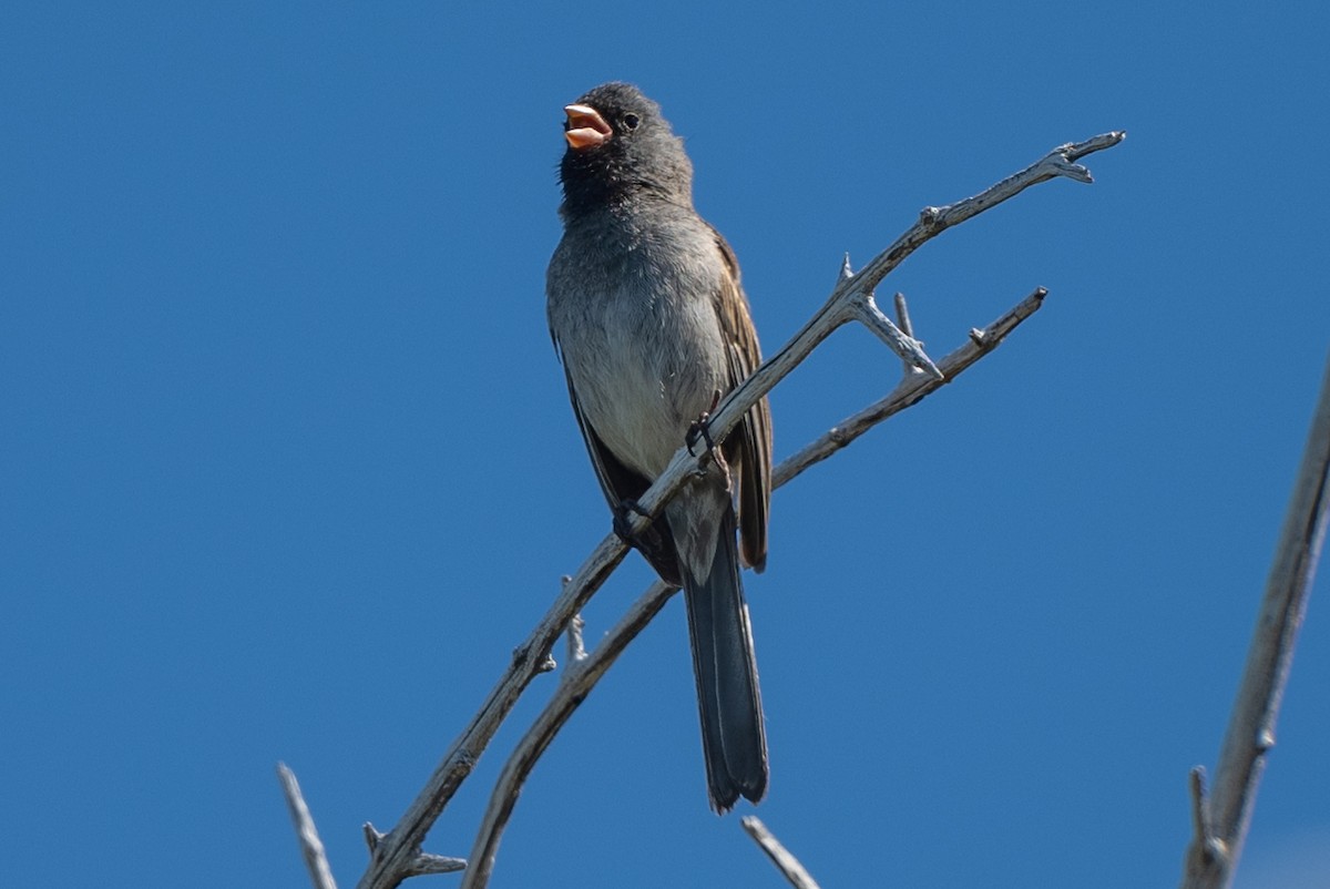 Black-chinned Sparrow - ML620272916