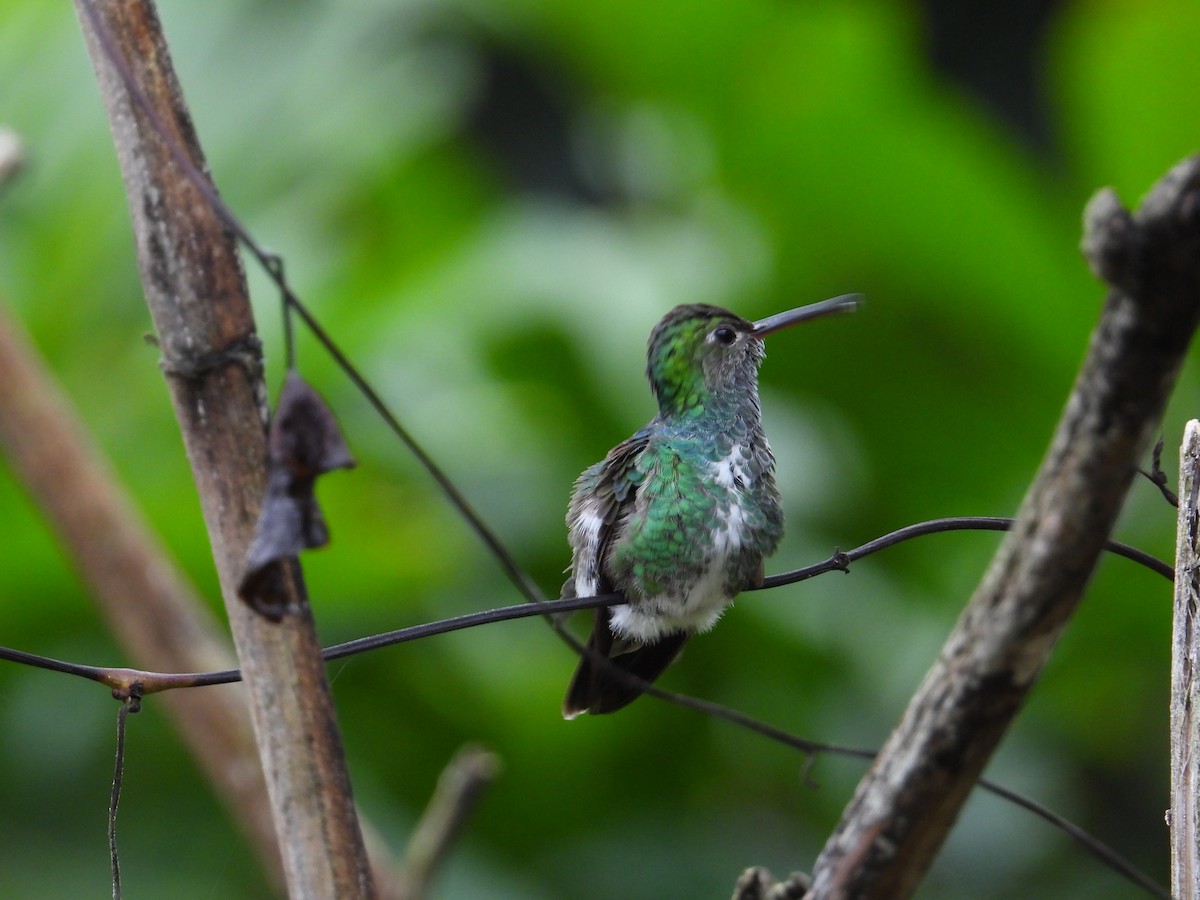 Glittering-throated Emerald - ML620272919