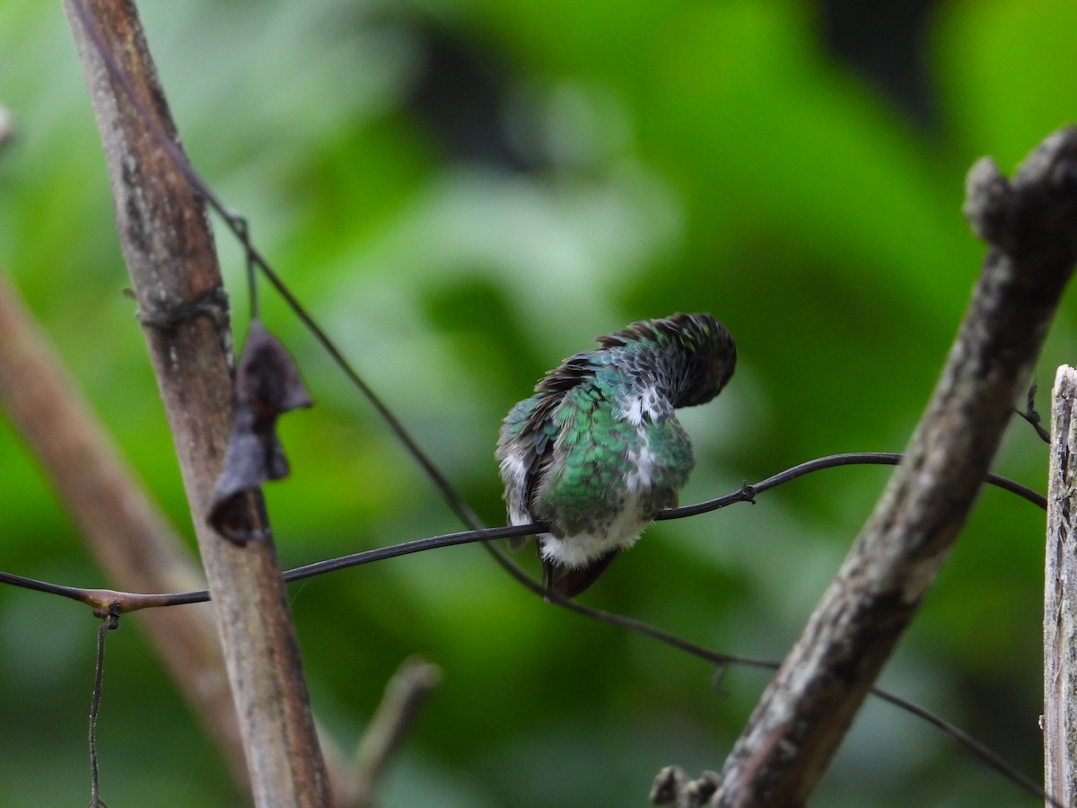 Glittering-throated Emerald - ML620272920