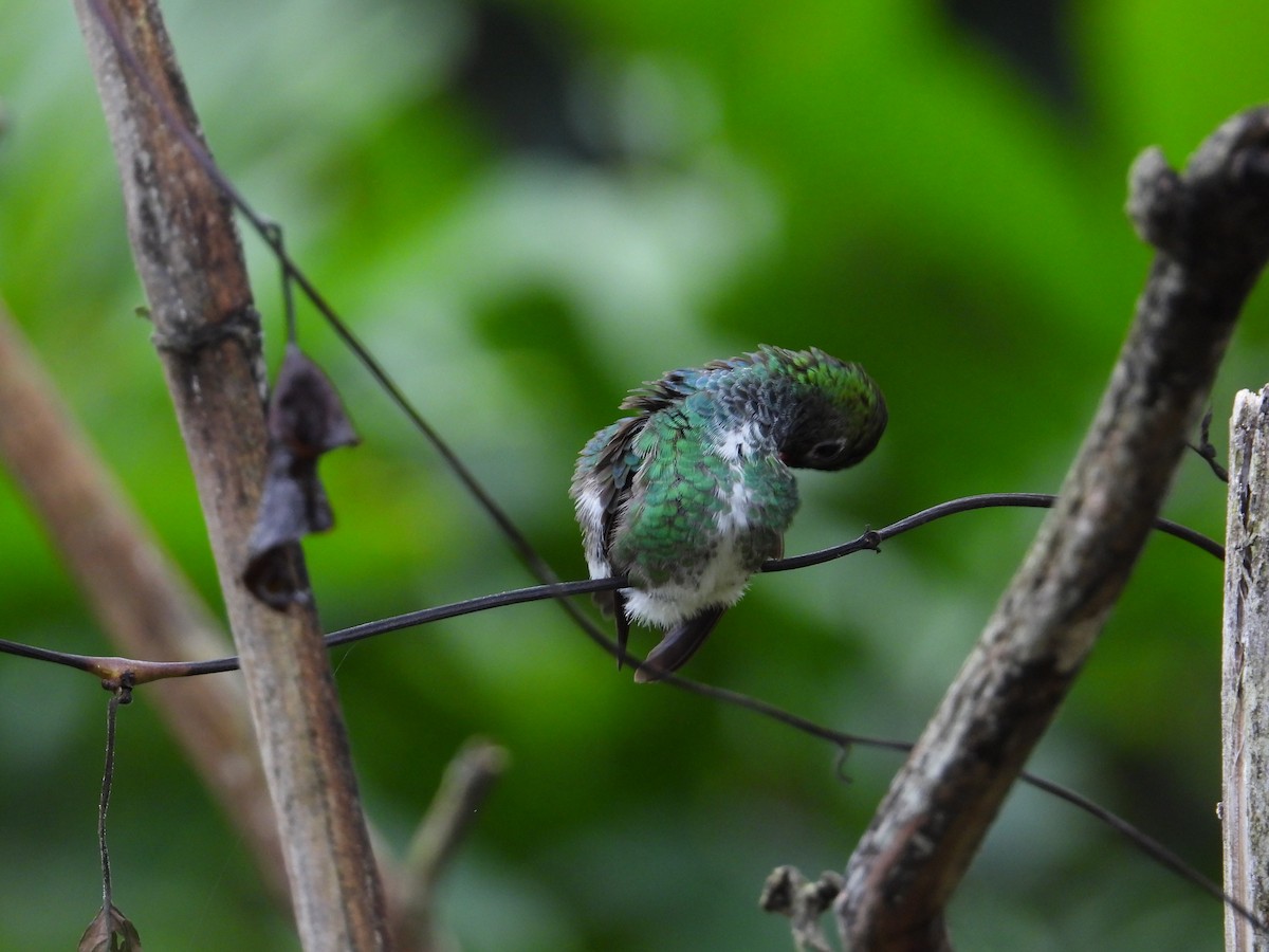 Glittering-throated Emerald - ML620272923