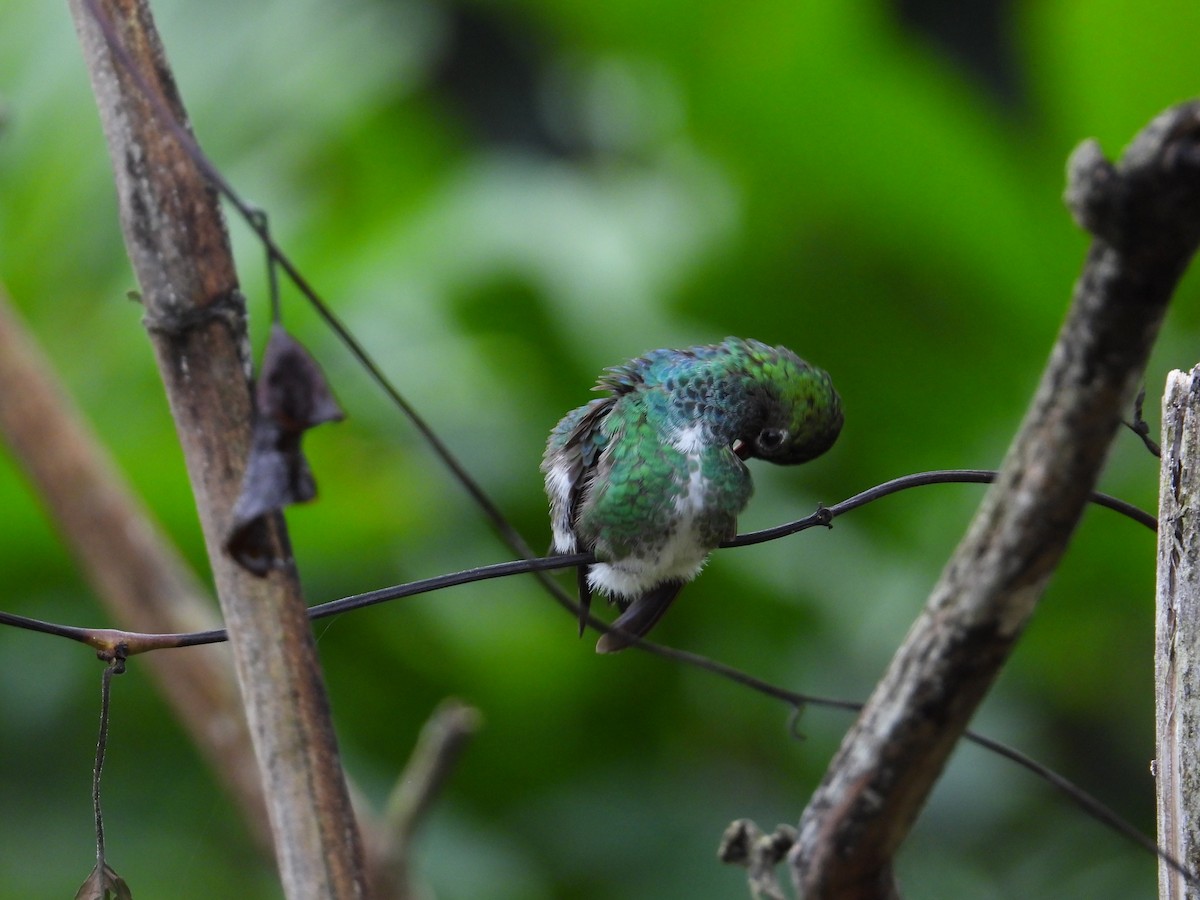 Glittering-throated Emerald - ML620272924