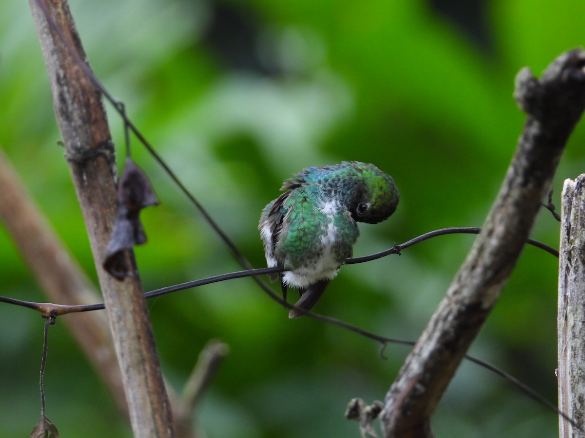 Glittering-throated Emerald - ML620272925