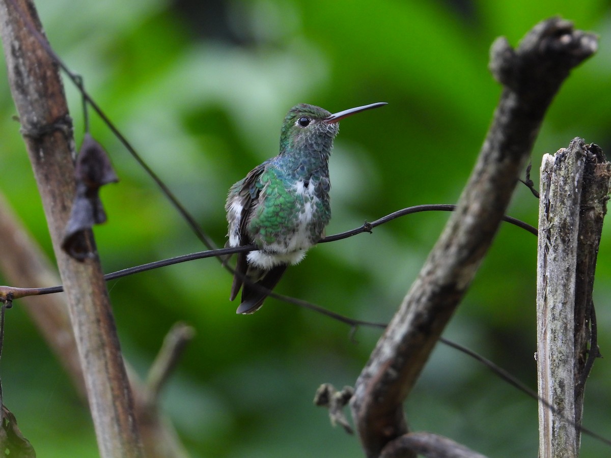 Glittering-throated Emerald - Francisco Sornoza