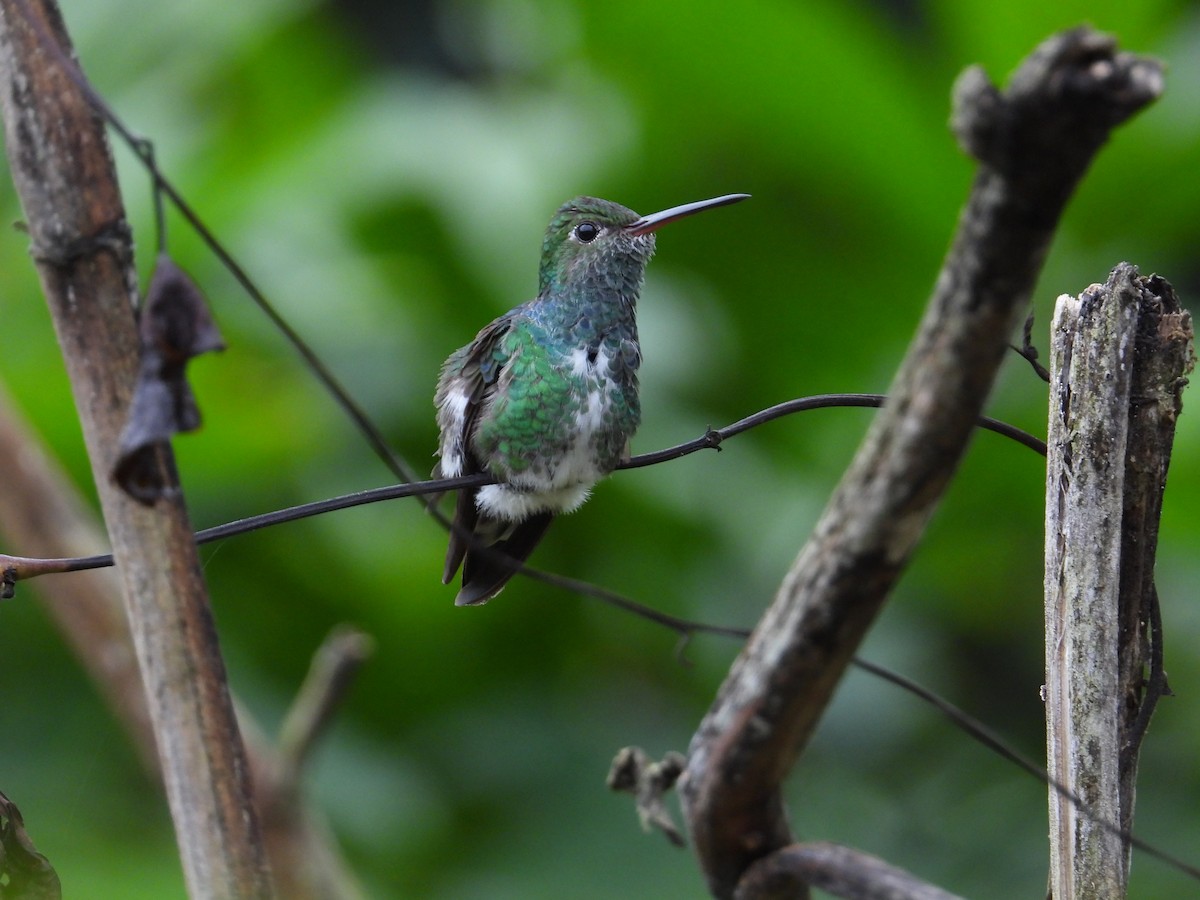 Glittering-throated Emerald - ML620272927