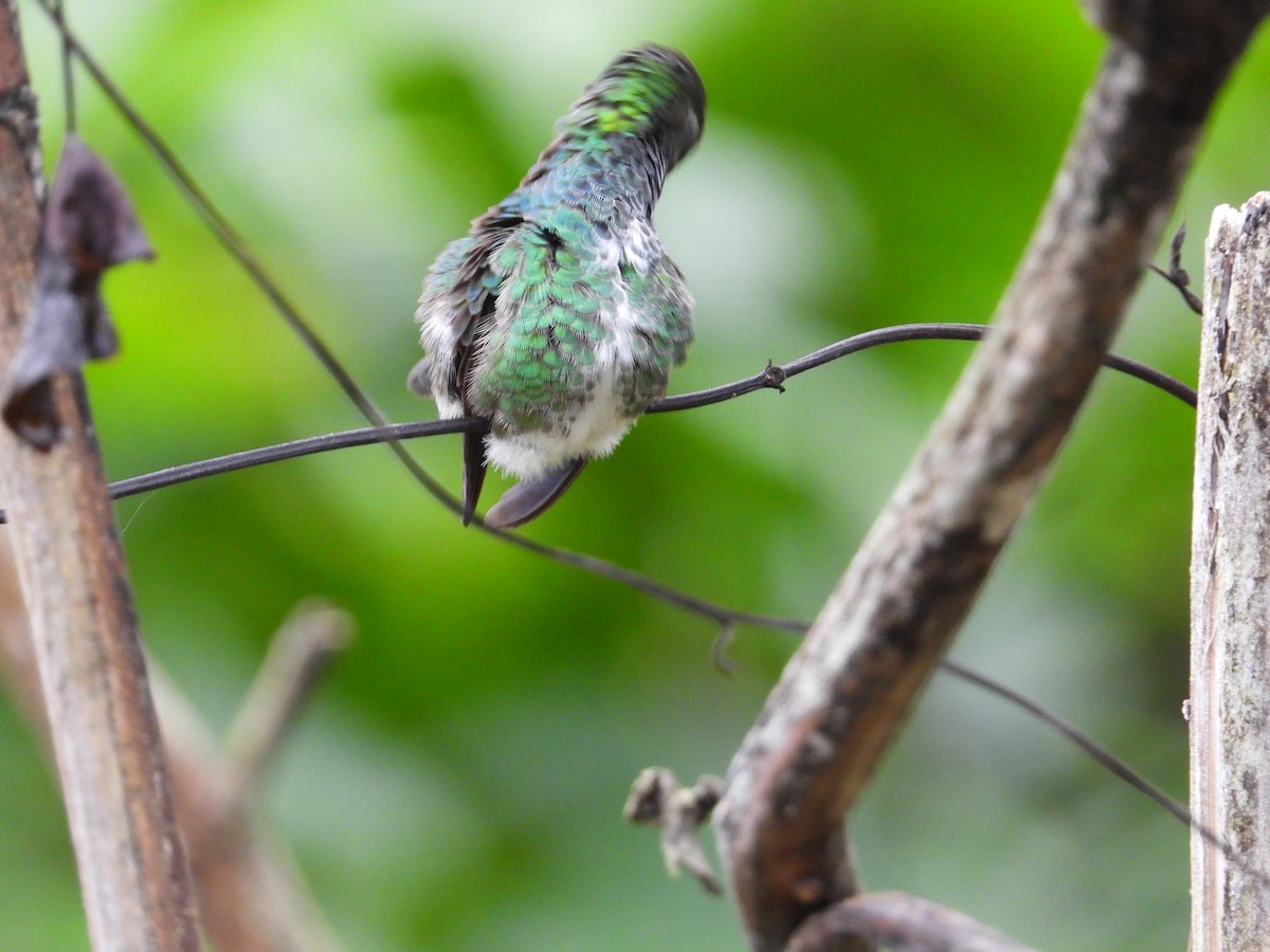 Glittering-throated Emerald - ML620272932