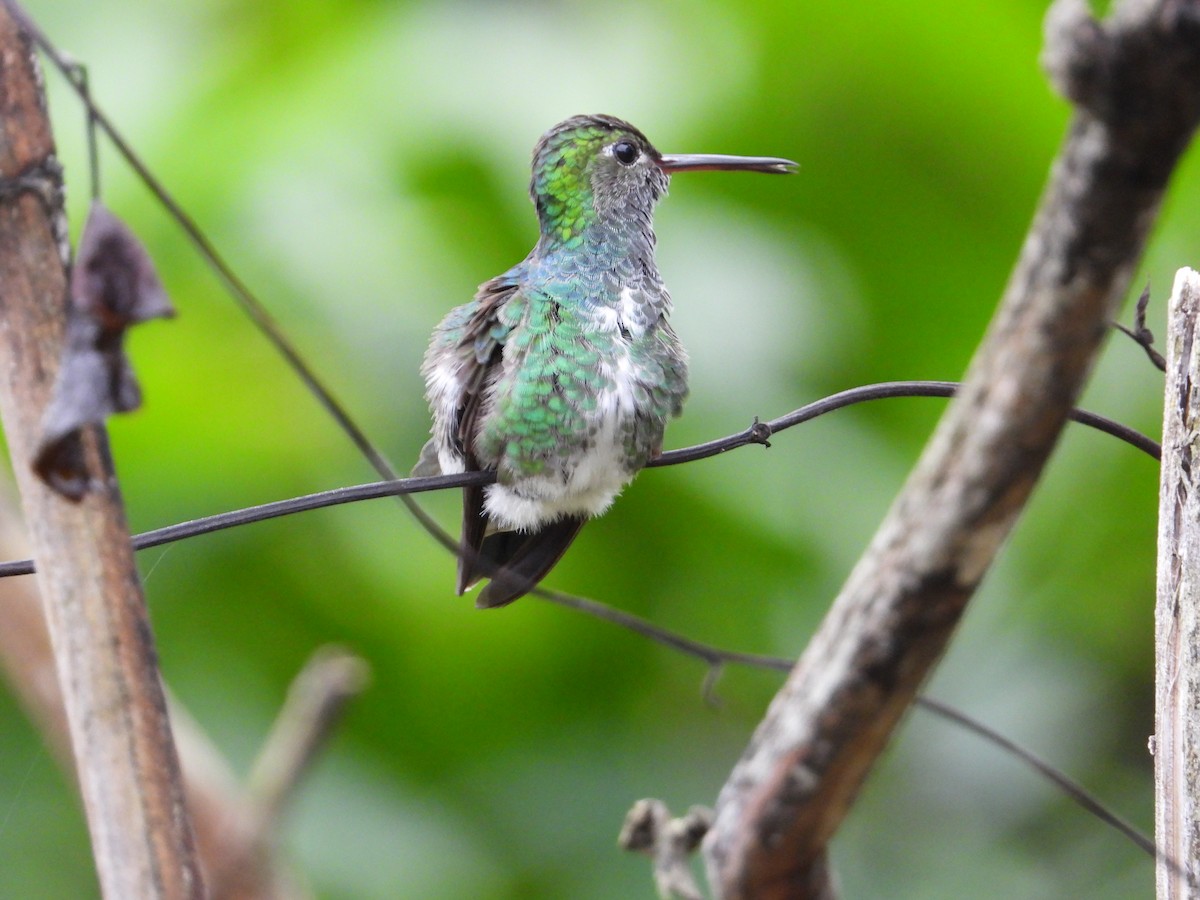 Glittering-throated Emerald - ML620272933