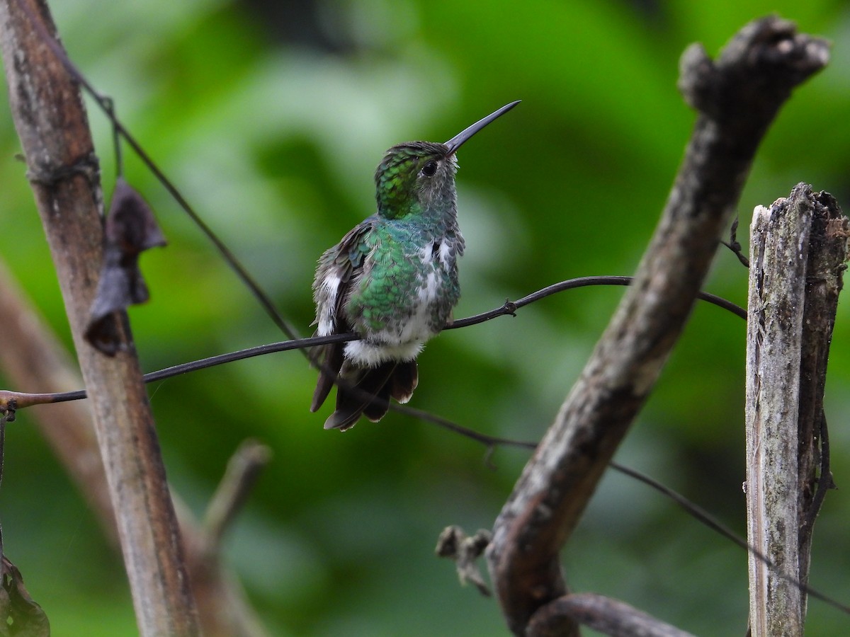 Glittering-throated Emerald - ML620272934