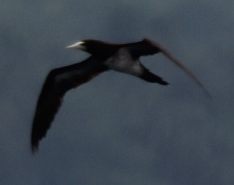 Brown Booby - ML620272940