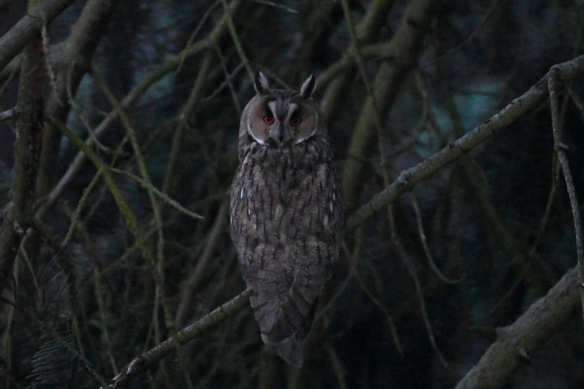 Long-eared Owl - ML620272944