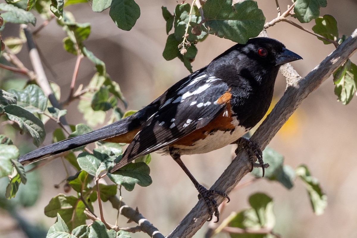 Spotted Towhee - ML620272949
