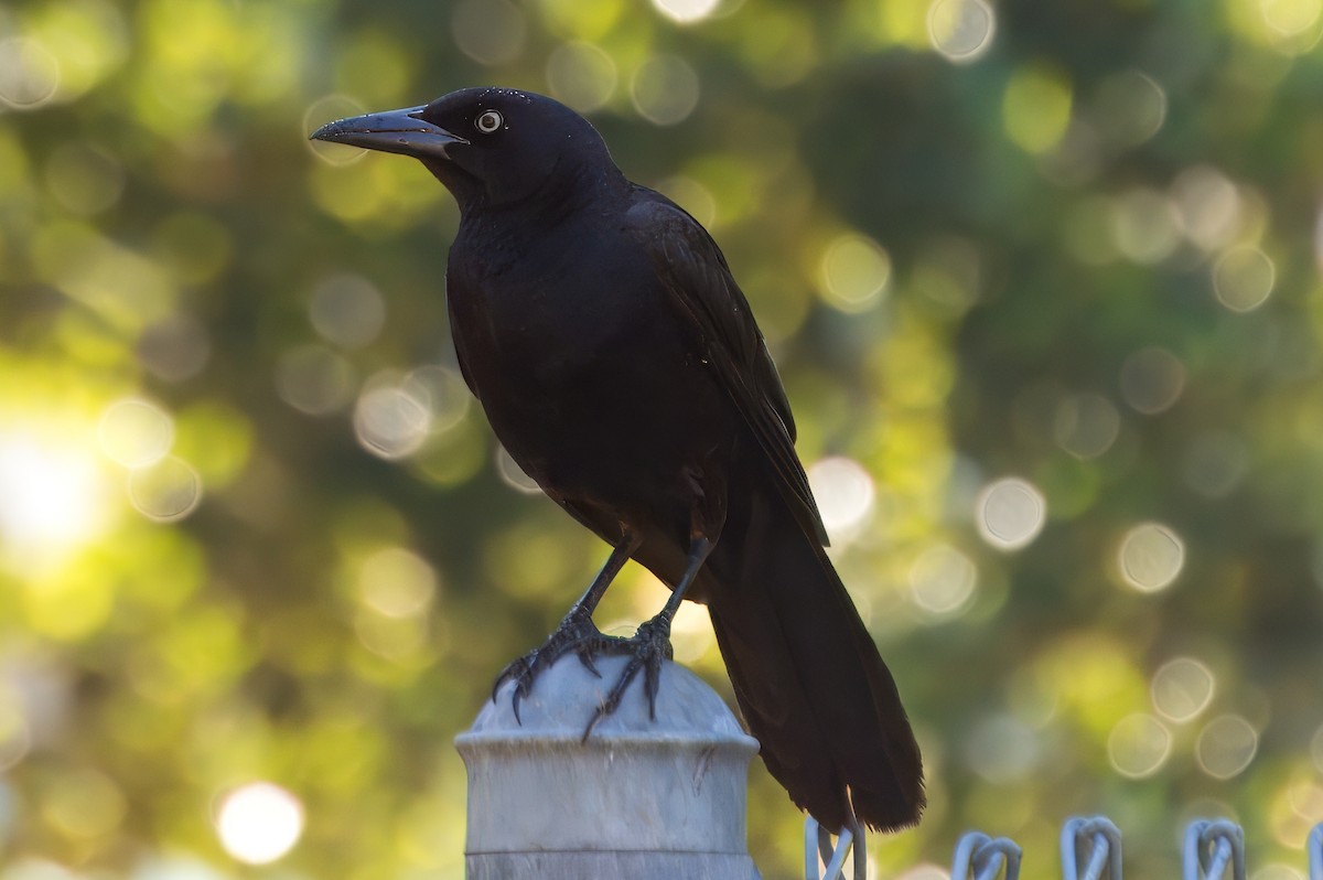 Boat-tailed Grackle - ML620272950