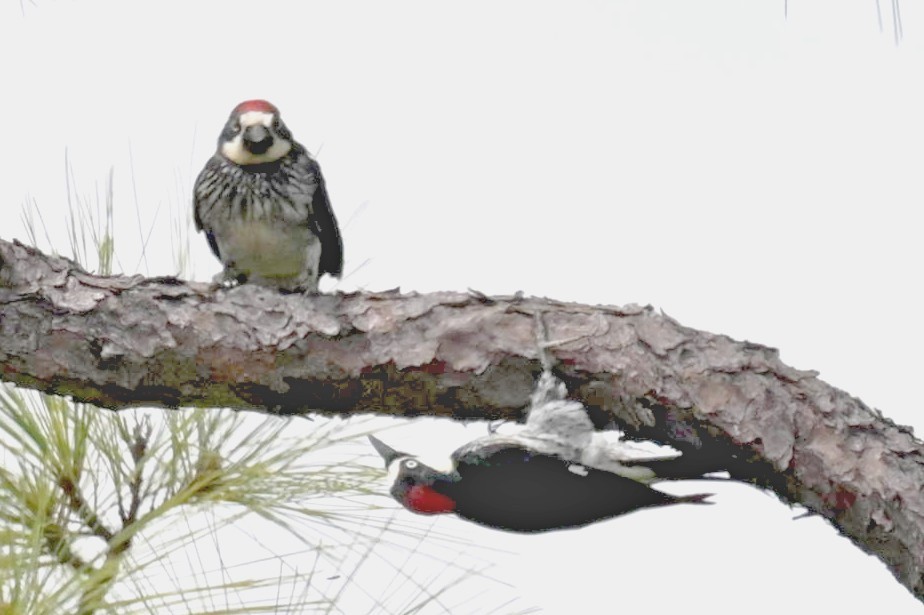 Acorn Woodpecker - ML620272952