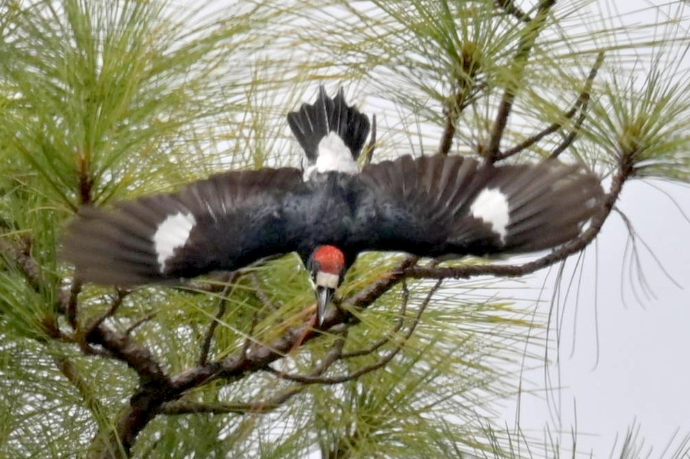 Acorn Woodpecker - ML620272953