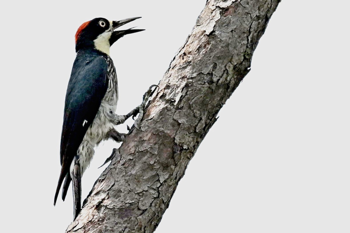 Acorn Woodpecker - ML620272954