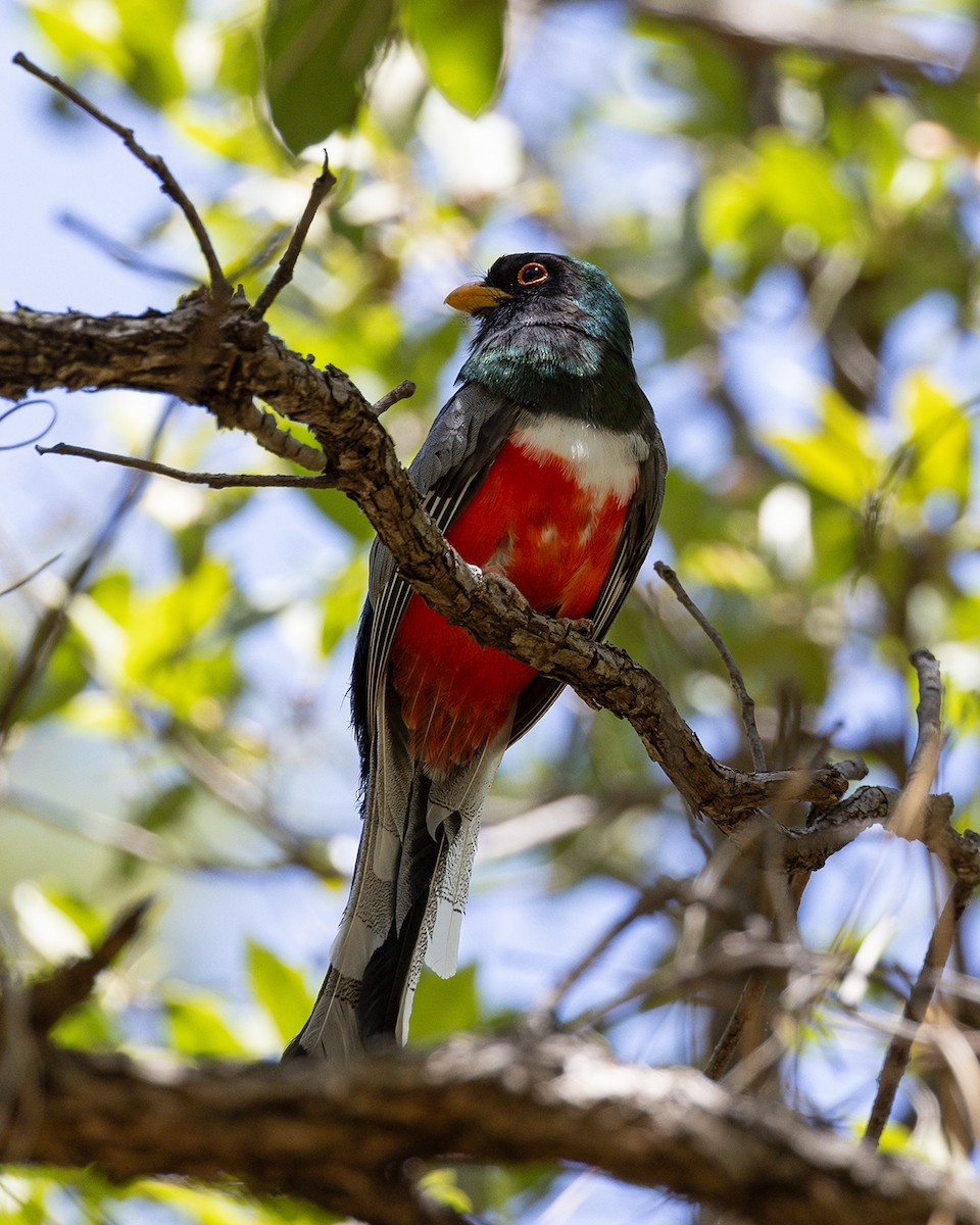 trogon krásný - ML620272957