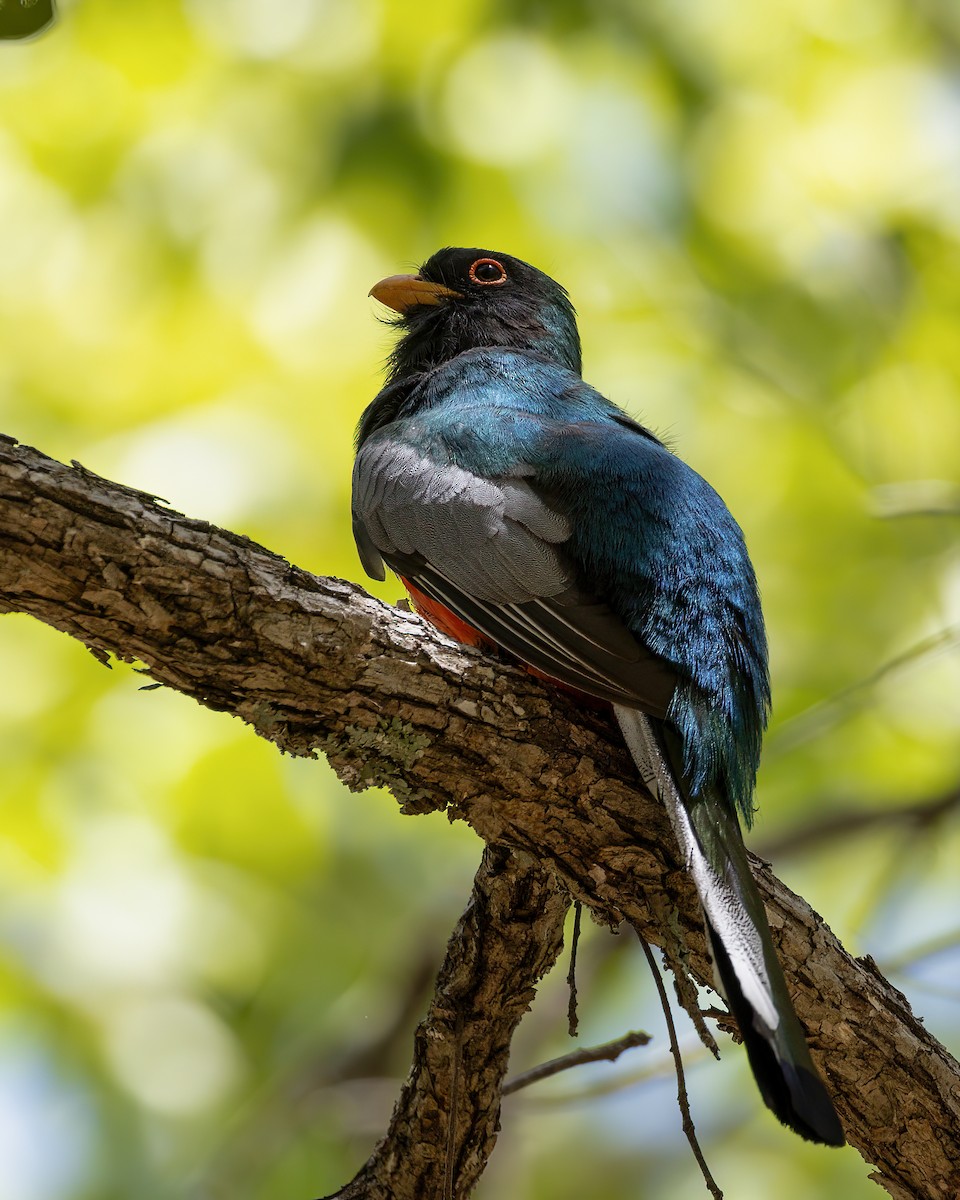 trogon krásný - ML620272963