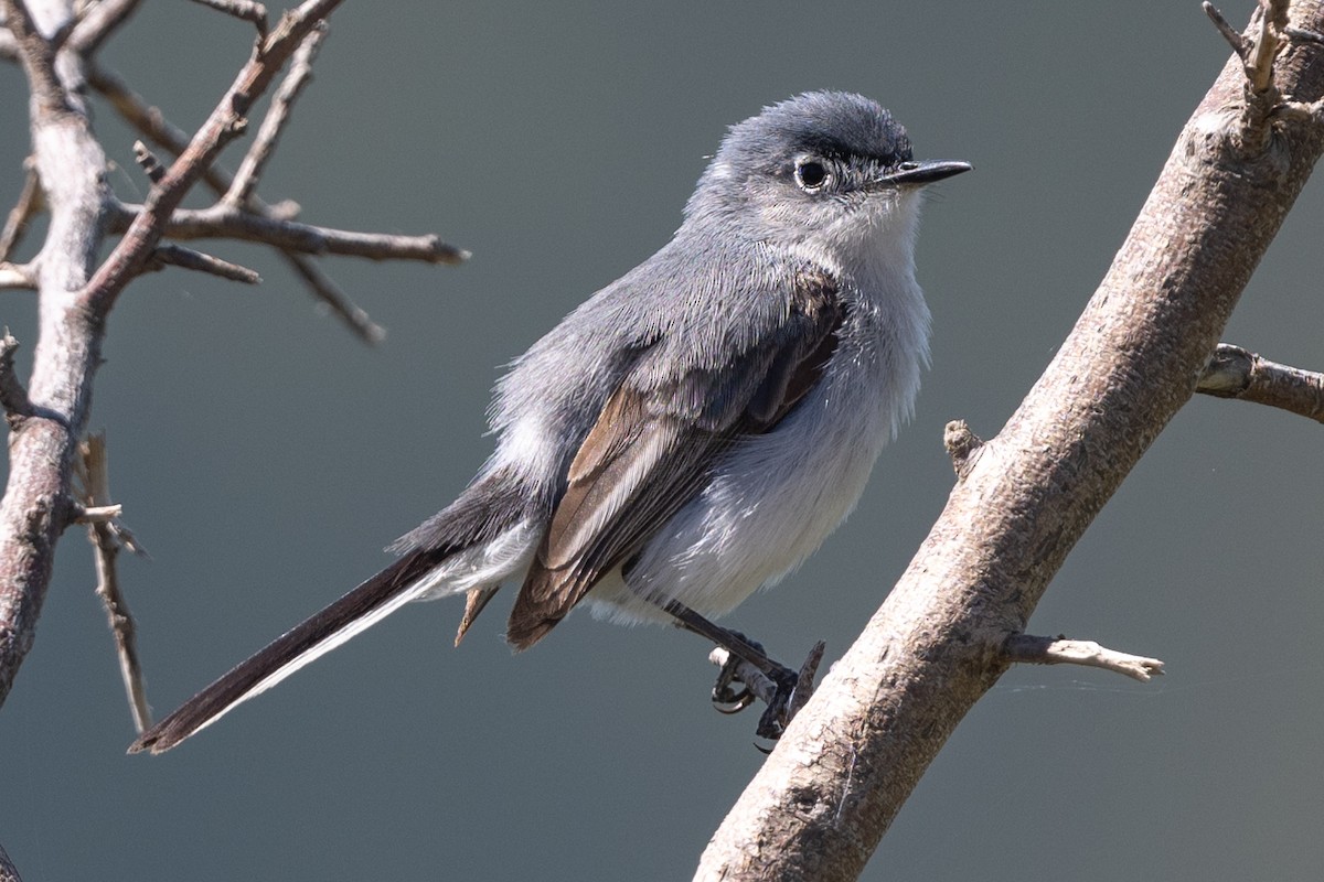 Blue-gray Gnatcatcher - ML620272964