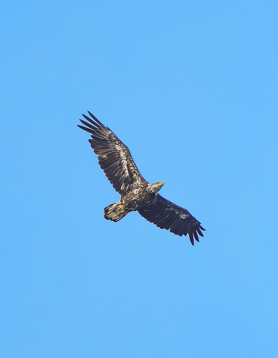 Bald Eagle - ML620272966